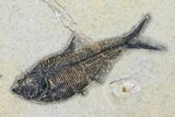 Fossil Fish Pair (Knightia & Diplomystus) - Wyoming #163514-2